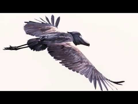 Flying Shoebill Stork in Mabamba Swamps Uganda