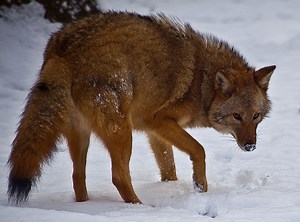 Meet the coywolf, New Jersey's apex predator