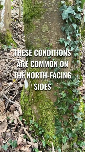 Edoardo Pedrazzoli | Survival & Preparedness on Instagram: "🧭 Moss is not a compass. It’s one of the most common examples of oversimplification in survival. Real navigation requires method, evaluation, and the combined use of multiple indicators — not a single “trick”. This is just one piece of a much bigger picture. We break it down, step by step, here. 👉 Follow Be Ready Mode #BeReadyMode #survival #orienteering"