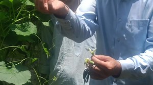 Lack of pollination in bottle gourd plants primarily leads to the failure of female flowers to develop into mature fruits, causing them to drop off prematurely. | Agriculture Activities