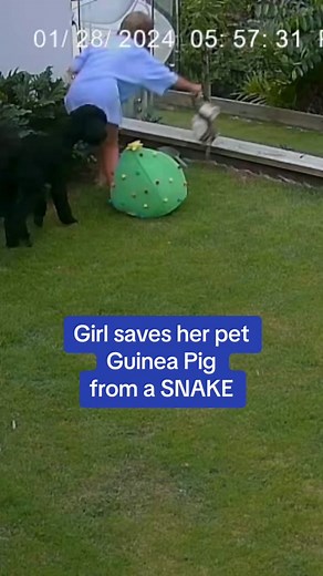 Not all hero’s wear capes 🙌✨ Happy to note the Guinea Pig is alive and well after this horrifying incident. #pet #hero #snake #aussie #guineapigs #news #cctv #wow #savetheday #fyp #viral