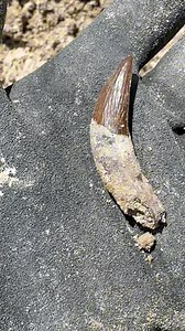 Shark teeth found on land! Digging for fossils with Coyote Peterson at Palmetto Fossil was so out of control, we will be releasing this trip over time because so much happened. Can you believe these 2 cool shark teeth and a rare tooth from an extinct spear-tooth giant dolphin?! #SHRKco #shark #dolphin #sharks #sharktooth #sharkteeth #extinct #rarefind #lowcountry #southcarolina #charleston #ancient #prehistoric #oceanlife #marinebiology #fossil #fossils #megalodon | SHRKco