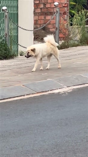 Về nhanh đi con không bị bắt cóc con #xuhuongyutube #thuongconchotsangsong #yeulu #cute