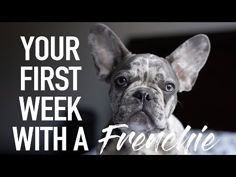 Your First Week With A Frenchie | French Bulldog | Introducing DONUT