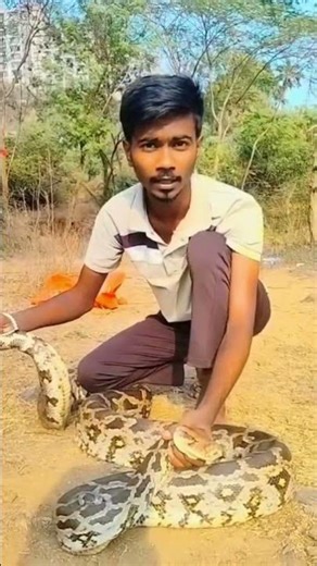 Big Indian rock python released in nature I rock python | India I wildlife #treepython #ballpython 🐍