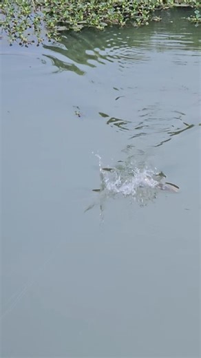 Double Attack On Frog #zakkfishing #fishing #shorts