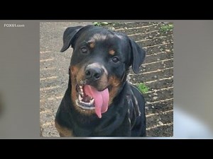 Dog abuser sentenced to 5-months in prison