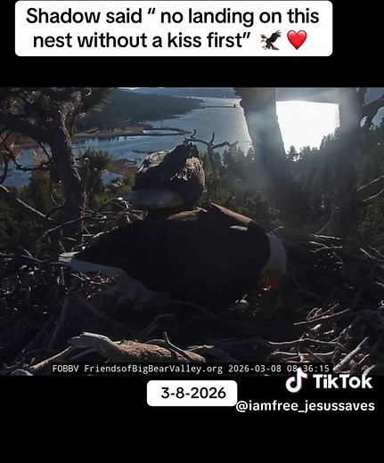 Bald Eagle Love: A Nesting Ritual