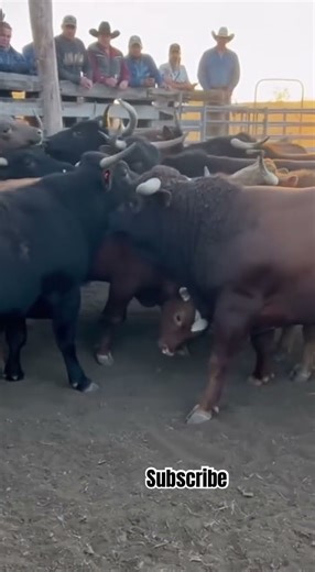 MUSCULAR BULLS That Look UNREAL 💪🐂