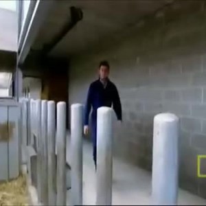 The Super Cow- Selective Breeding