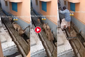 Langur Ka Video: अकेले ही कुत्तों के झुंड से भिड़ गया लंगूर, फिर जो नजारा दिखा होश उड़ जाएंगे- देखें वीडियो