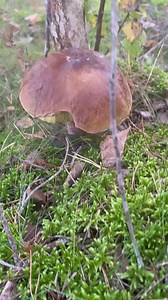 293K views · 1.1K reactions | Funghi Porcini long leg ,Boletus edulis ,Penny bun Mushroom Hunting in the forest #porcini #funghi #boletus #edulis #mushroom #nature #organicfood #nature #fbreels #trendingreels #advertising #StarsEverywhere #highlights | Lolitha Lind | Facebook