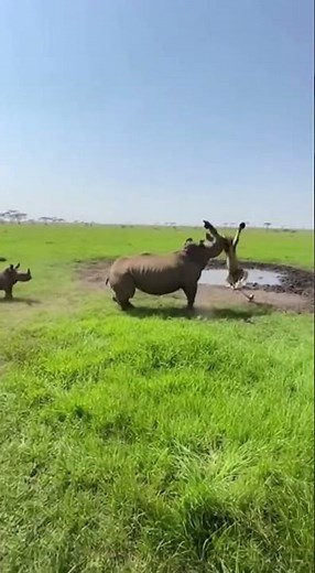 Insane Moment: Rhino vs. Lion Fight on Safari