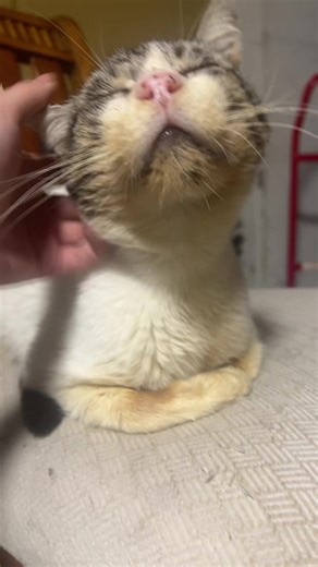 Understanding Feline Respiratory Infections in Cats