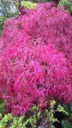 PINK RED JAPANESE MAPLE HANA MATOI - AMAZING MAPLES