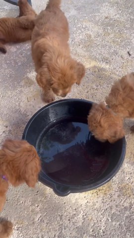 Puppies taste sparkling water for the first time! #goldendoodle #puppies #cutedog