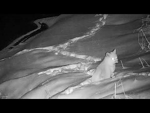 Fox cleaning itself.