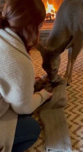 Mother Deer Saves Fawn from Snowstorm | Touching Wildlife Rescue #rescue #animals