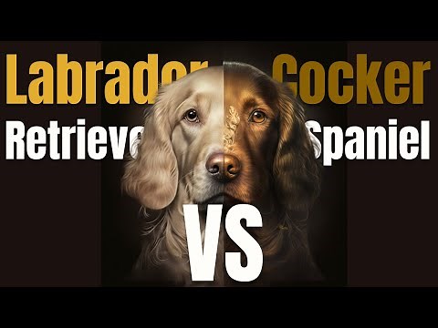 Cocker Spaniel vs Labrador Retriever | Which One Should You Get?