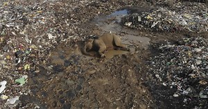 Plastic waste in an open landfill is killing hungry elephants in Sri Lanka