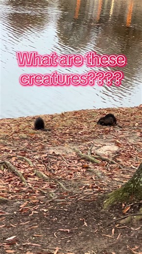Exploring Unique Swamp Creatures: Nutria and More