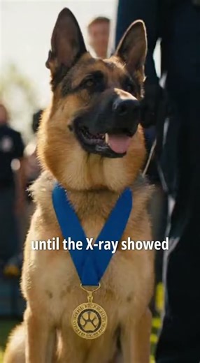 Bomb sniffing Dog Saved countless lives at airport