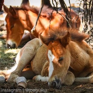 Gotta love Arizona's wild horses... 🐴❤️ | ABC15 Arizona