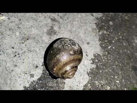 The movement of a snail.