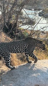 22K views · 278 reactions | Leopards along the banks of the sand river #leopard #safari #travel #reels #wildlife #nature #africa | Forsyth Imagery | Facebook