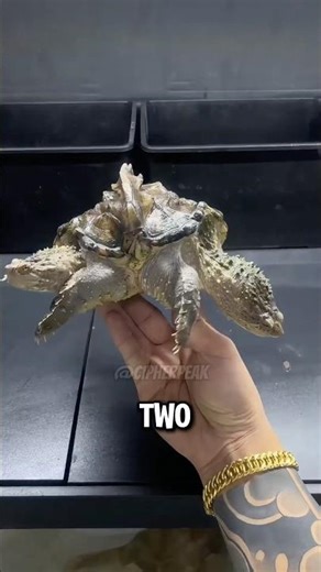 These Rare Two-Headed Animals Actually Exist 😱