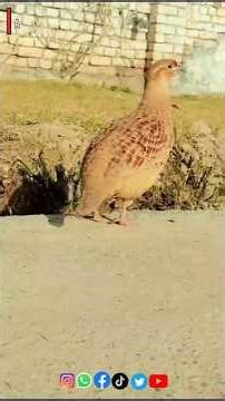 Grey Partridge Calling Sound | Natural Bird Voice #short #teetarkiawaaz
