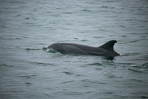 Endangered and Overlooked: The Struggle to Save the Atlantic Humpback Dolphin
