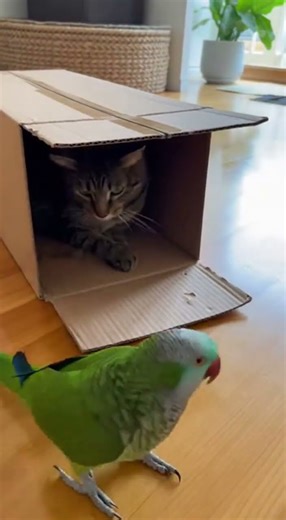 Cat Instantly Destroys Cardboard Box Trap