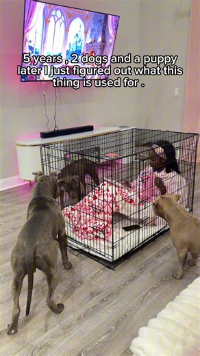 Someone may have cracked the code to being a dog mom 🤣🐾💕 #dogmom #dogsoftiktok #dogsofinsta #fyp #puppy IB: The Half Husky Bros