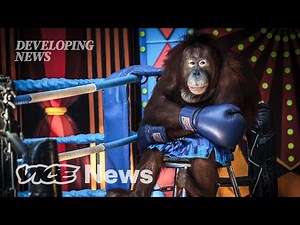 Exposing Animal Abuse in Wildlife Parks | Developing News