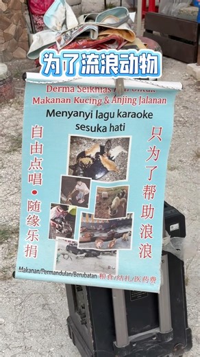 海边的大马善心人 #流浪猫 #动物