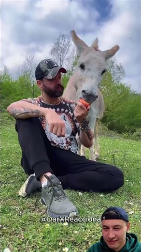 He Bit My Ear! 😳 #shorts #donkey #funnyanimals #farmlife #cute