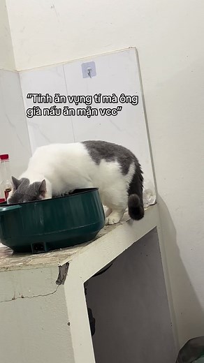 Nhà Có Ba Con Mèo Dễ Thương