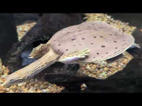 Gulf Coast Spiny Softshell Turtle Swims In Tank