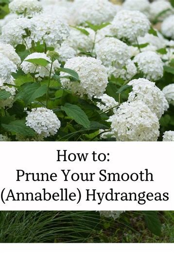 How to Prune Annabelle Hydrangeas for Best Growth
