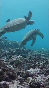 Snorkeling Maui's Coastline