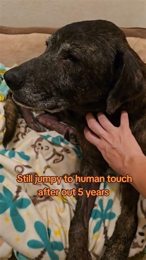 I-5 dog out 5 years. Light in his eyes now. Healing, healthy poop, learning he’s safe.