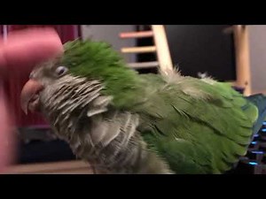 Purring Quaker Parrot