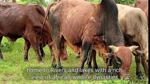 A TOUCHING poem about the potential, warmth and vibrancy of Kanchibiya by Mwanangwa Zombe, take a listen! | Kalemba