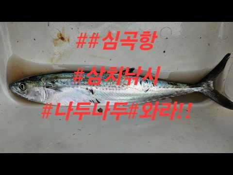 #방파제 루어낚시 #삼치낚시#고등어 #심곡항방파제