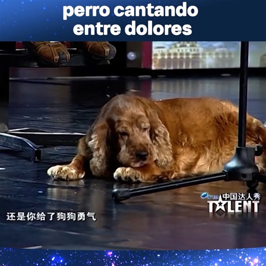 6.2K views · 71 reactions | Sang A Heartbreaking Song With Her Dog  #ChinasGotTalent #中国达人秀 #ChineseTalent | China’s Got Talent | Facebook