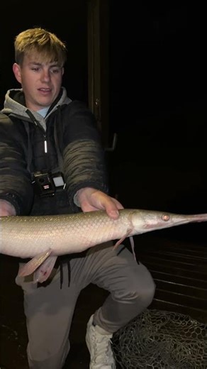 Spotted Gar Hits My Catfish Rig