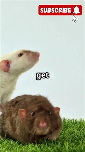 Why Rats Giggle When Tickled!