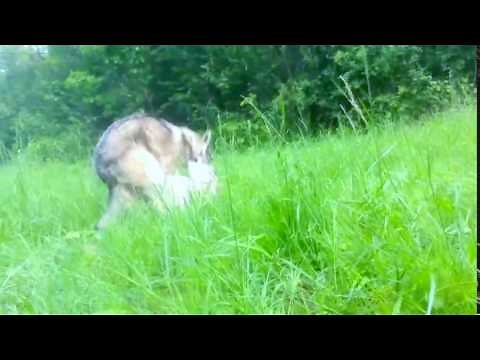 Копия видео "Accouplement de loups en pleine nature wolf mating animals"
