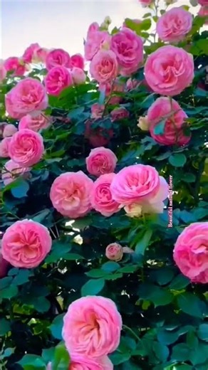 #viralvideo #bollywood #viralmugic #shortsvideo